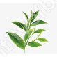  
Produkt: Aroma esancie pre parné sauny - Zelený čaj
Produkt: Aroma esancie pre parné sauny - Zelený čaj
Produkt: Aroma esancie pre parné sauny - Zelený čaj